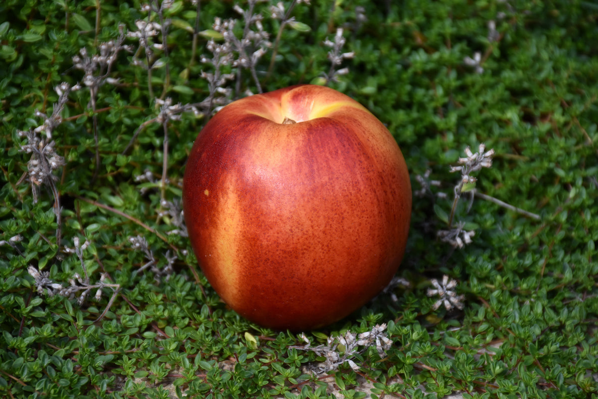 Nectarine-Flavortop 5C