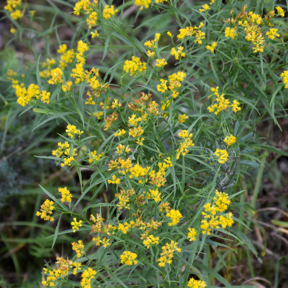 Euthamia-Graminifolia 1C