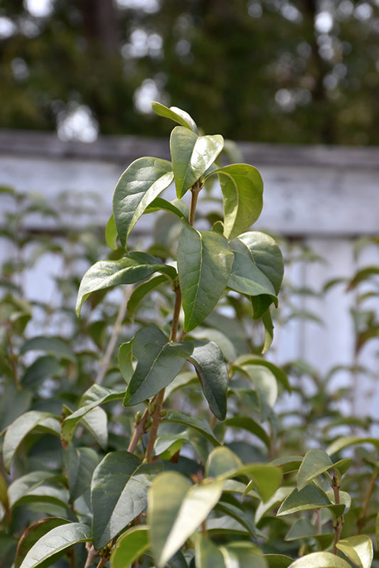 Privet-Ibolium 2C