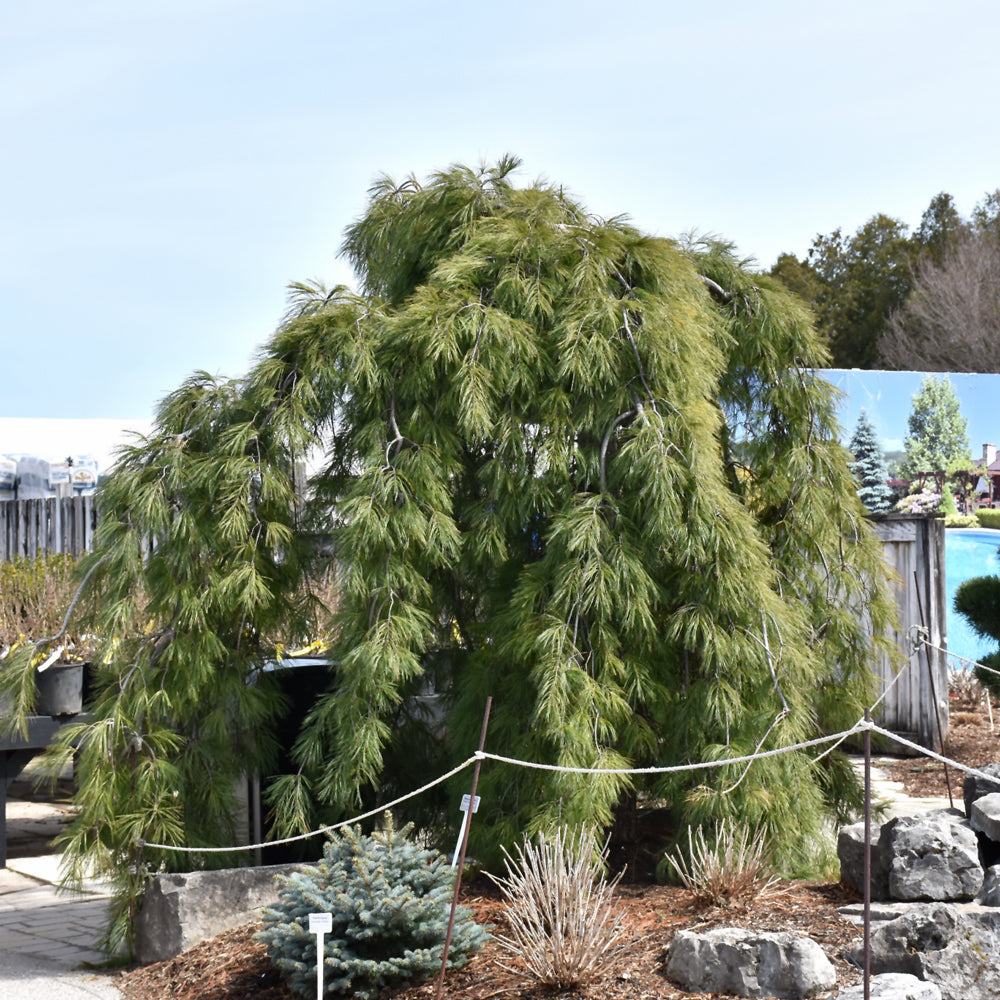 Pine-White Weeping 5'B