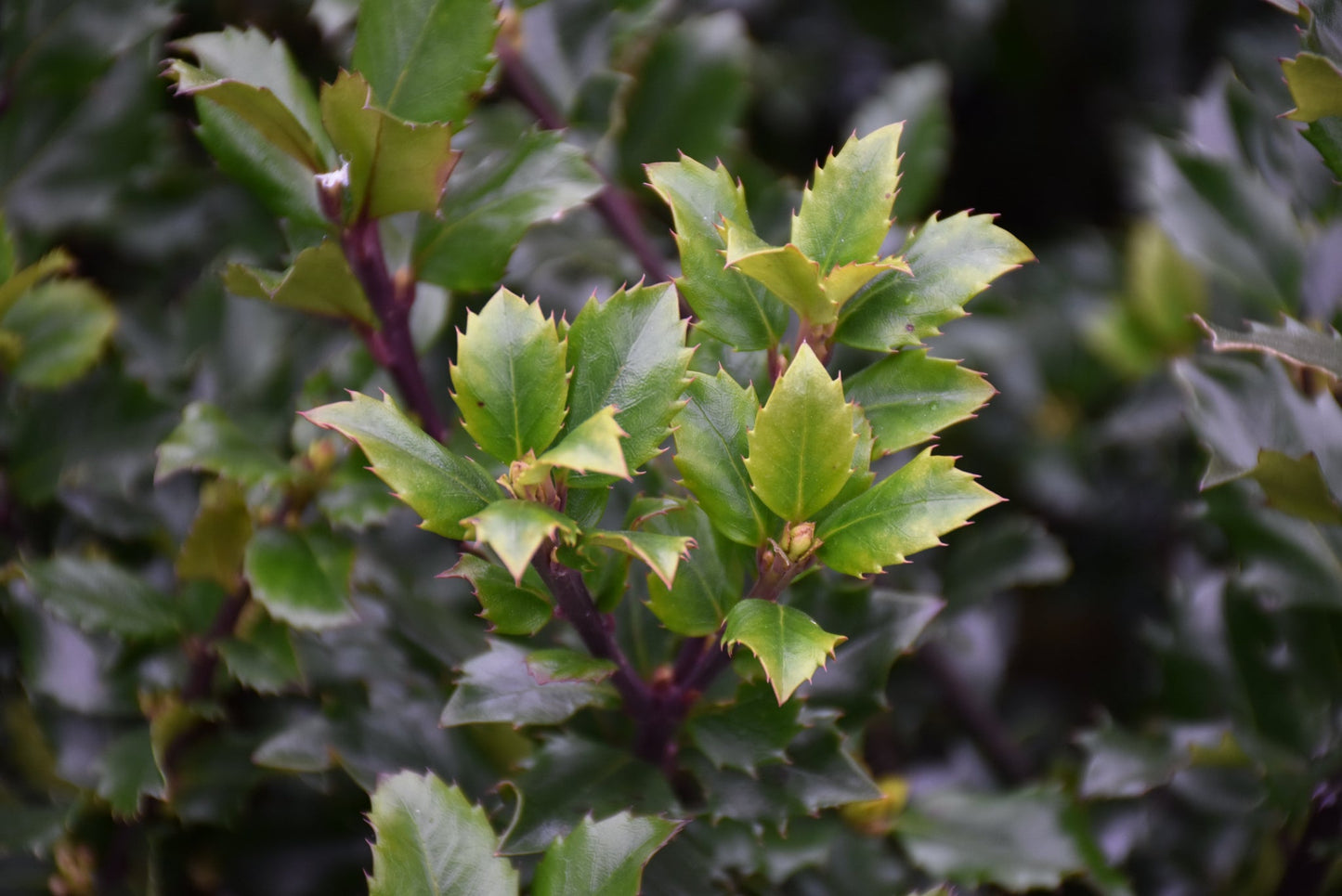 Holly-Royal Family 3C