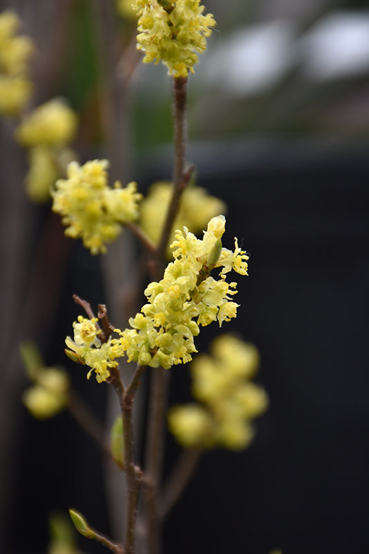Spicebush 3'B