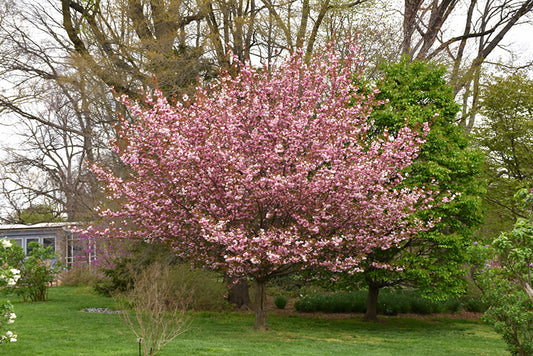 Cherry-Kwanzan 7C