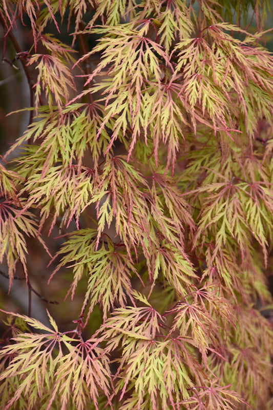 Maple-Orangeola 6C