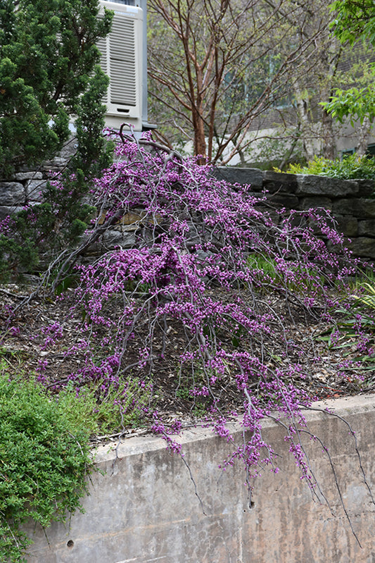 Redbud-Ruby Falls 15C