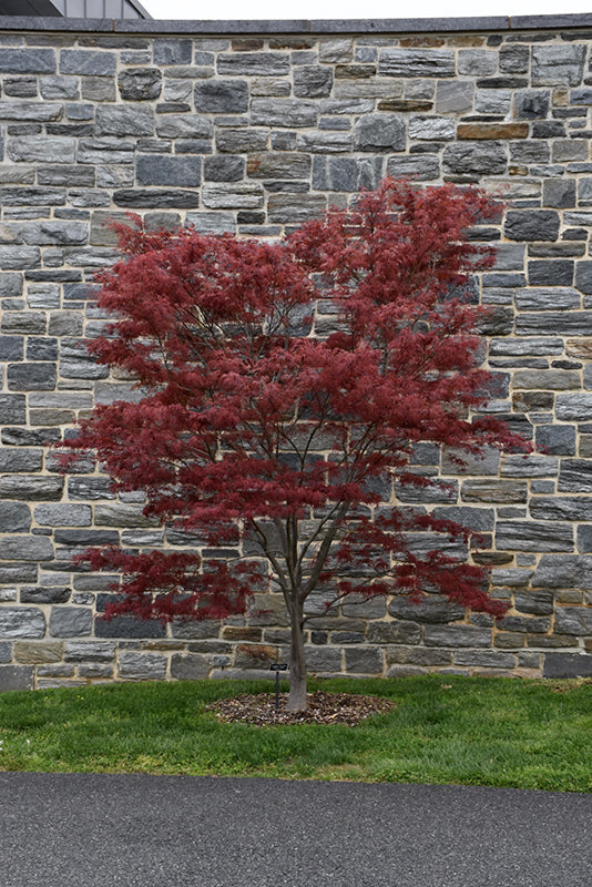 Maple-Red Spider 4-5' 15C