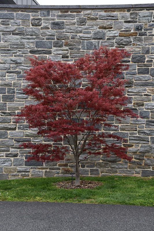 Maple-Red Spider 4-5' 15C