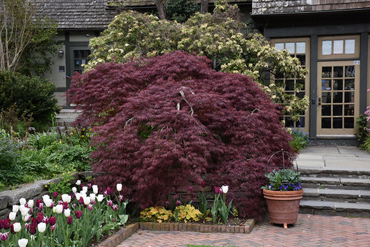 Maple-Tamukeyama 30-36"B