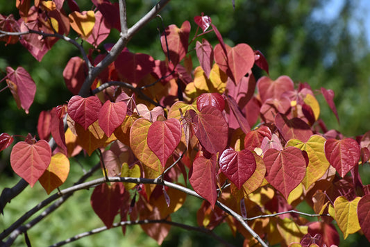 Redbud-Flame Thrower® 7C