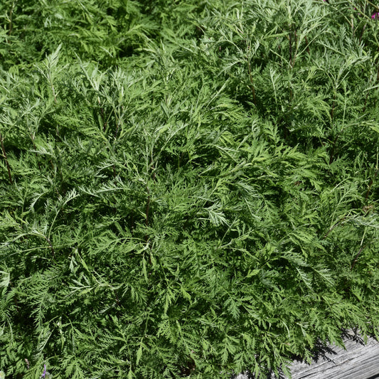 Artemisia-Sunfern Arcadia 1C
