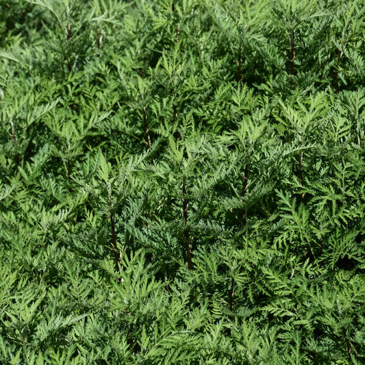 Artemisia-Sunfern Olympia 1C