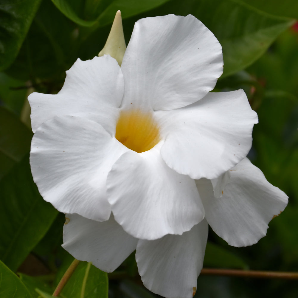 Mandevilla-White Giant Trellis 10"