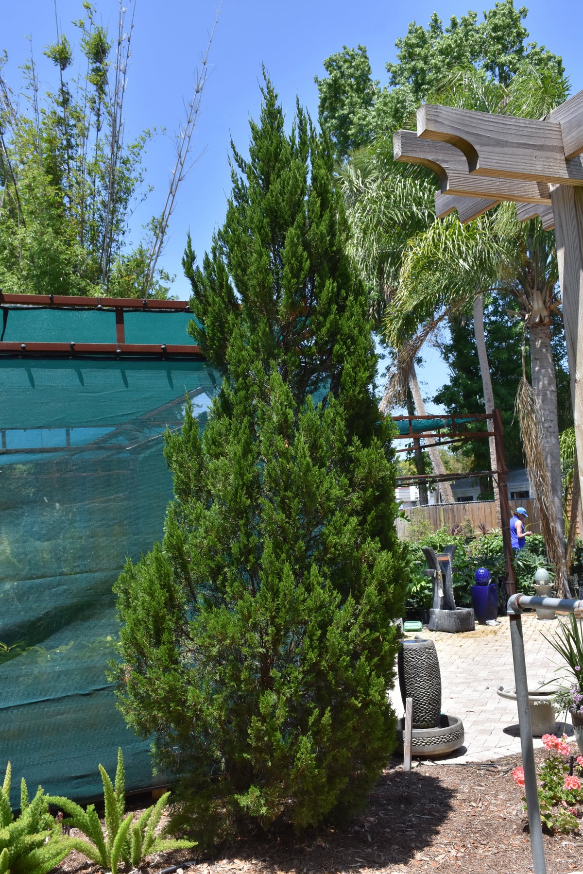 Juniper-Spartan 5'B