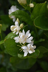 Jasmine-Belle of India 6"
