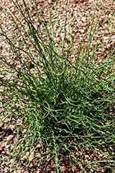 Juncus-Curly Wurly 1C