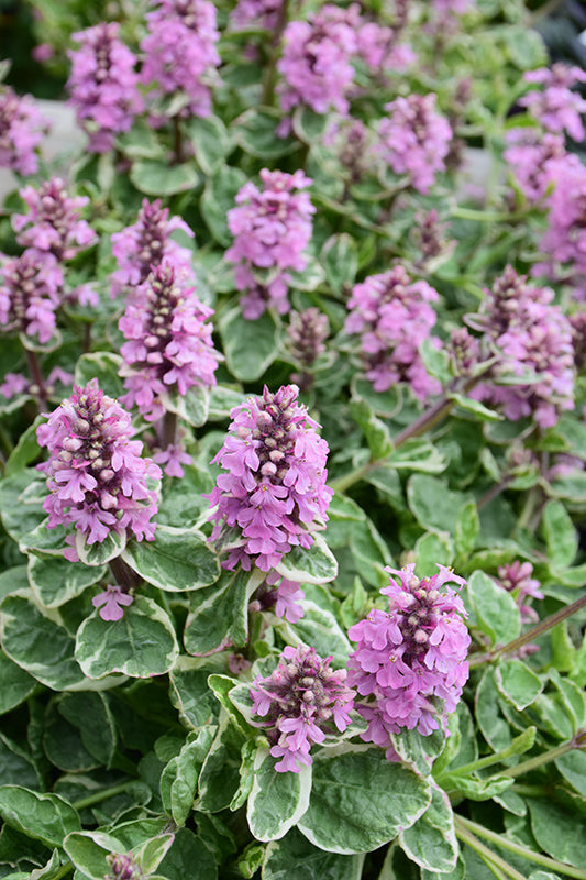 Ajuga-Pink Lightning 2.5"C