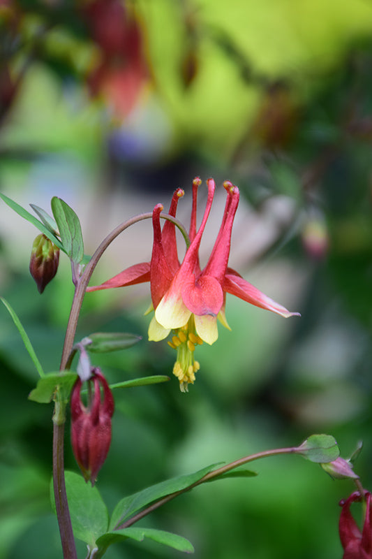 Aquilegia-Canadensis 1C