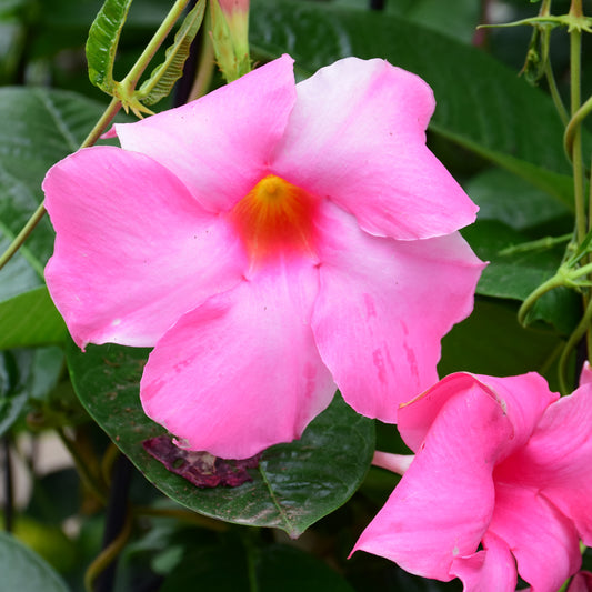 Mandevilla-Pink Alice Dupont Trellis 12"