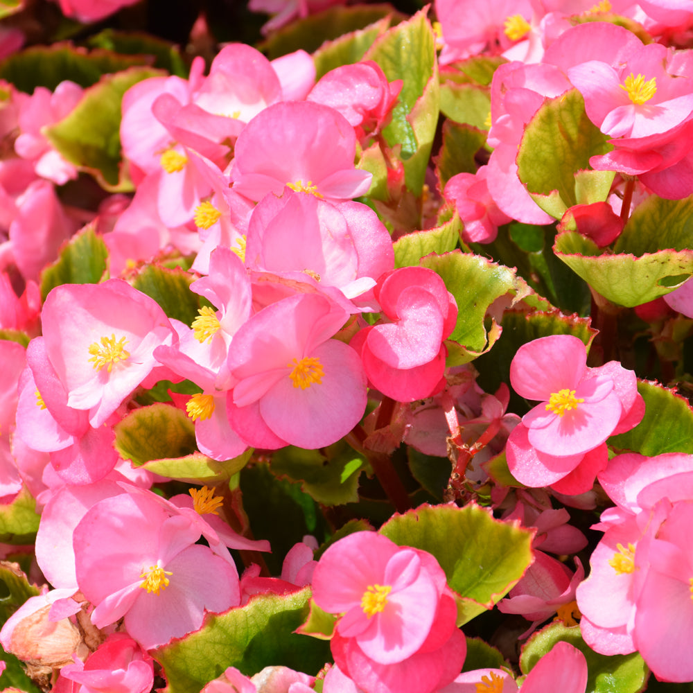 Begonia-Ambassador GL Pink 3.5"