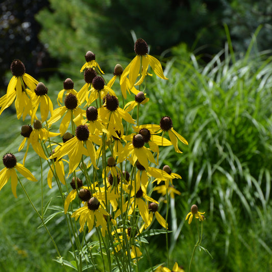 Ratibida-Pinnata 1C