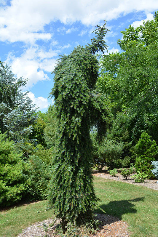 Spruce-Bruns Weeping 3-4'B