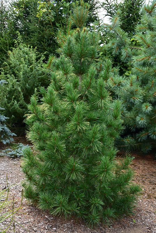 Pine-Fastigiata 4'B