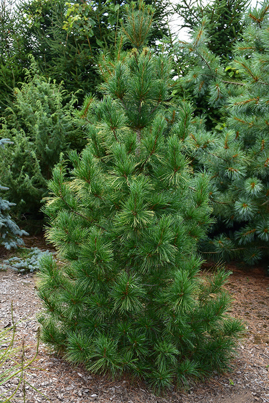 Pine-Fastigiata 4'B