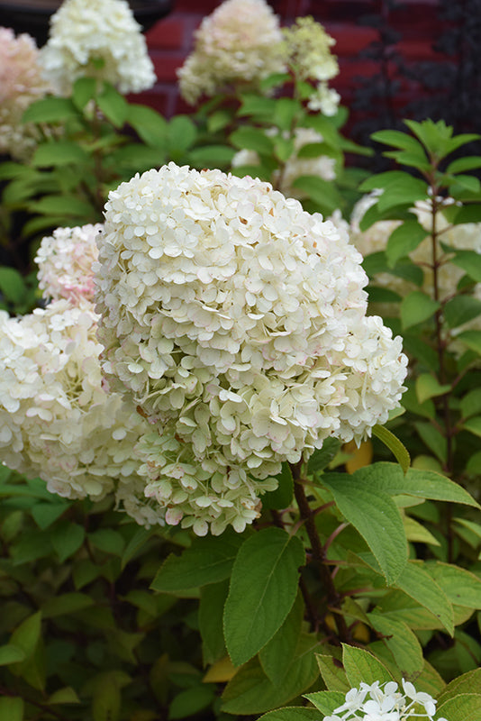 Hydrangea-Bobo® 3C