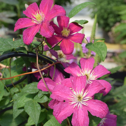 Clematis-Barbara Harrington 1C