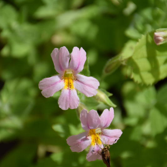 Mimulus-Monkey Flower 1C
