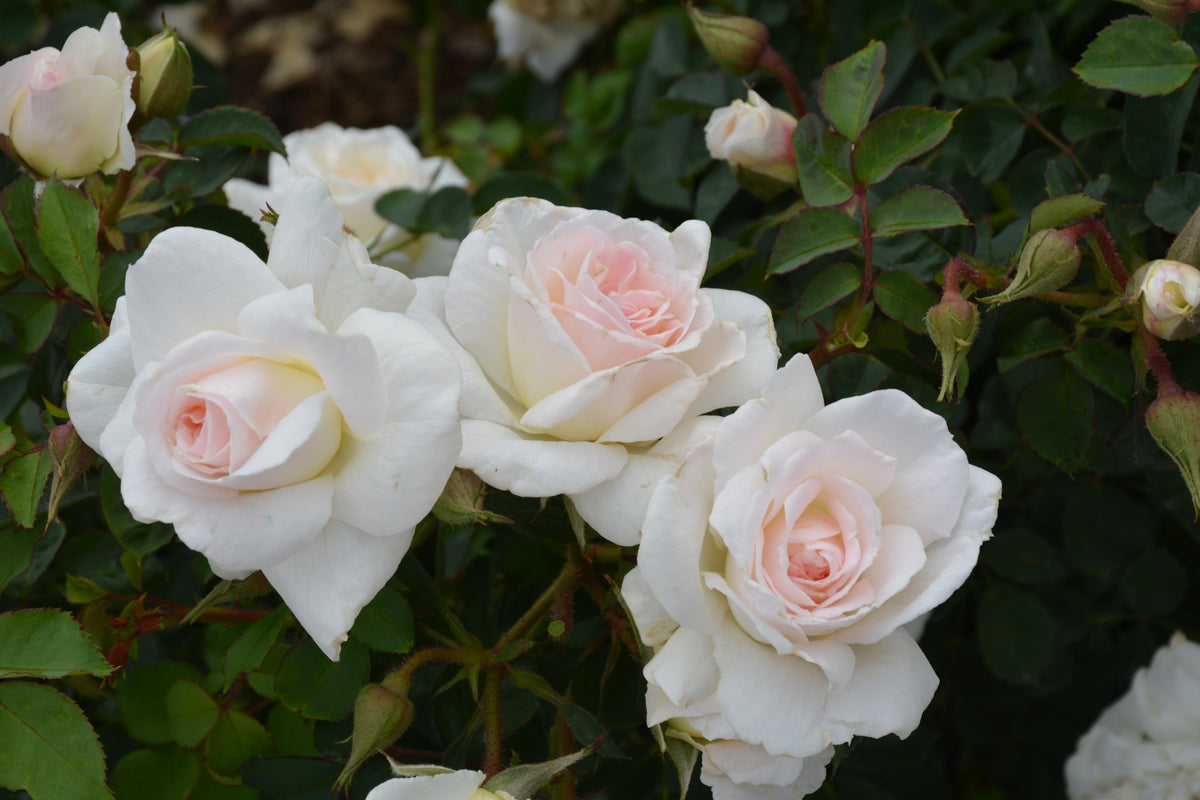 Rose-New Dawn CL 2C