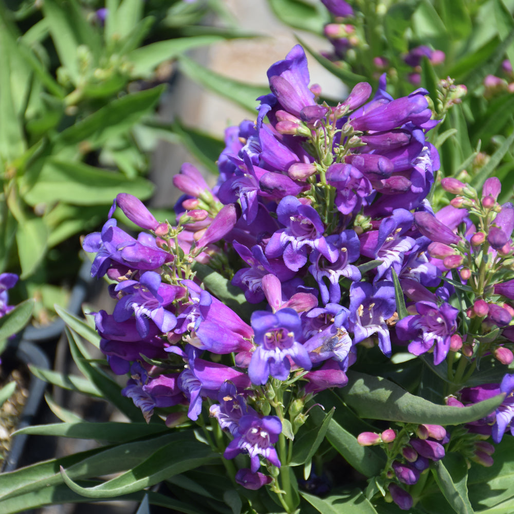 Penstemon-Rock Candy Purple 1C