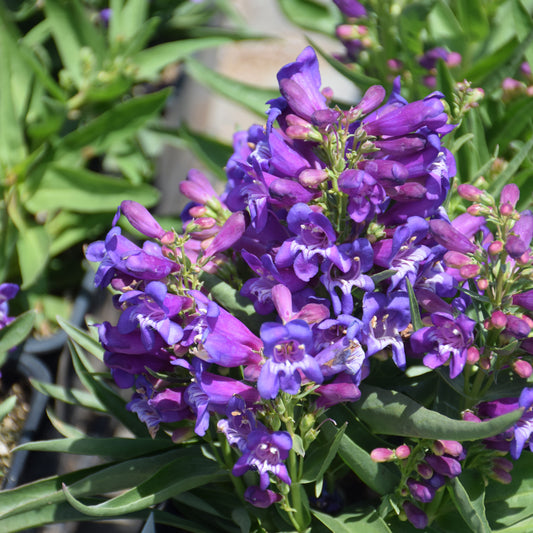 Penstemon-Rock Candy Purple 1C