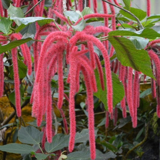 Acalypha-Chenille Fire Tails 11"H