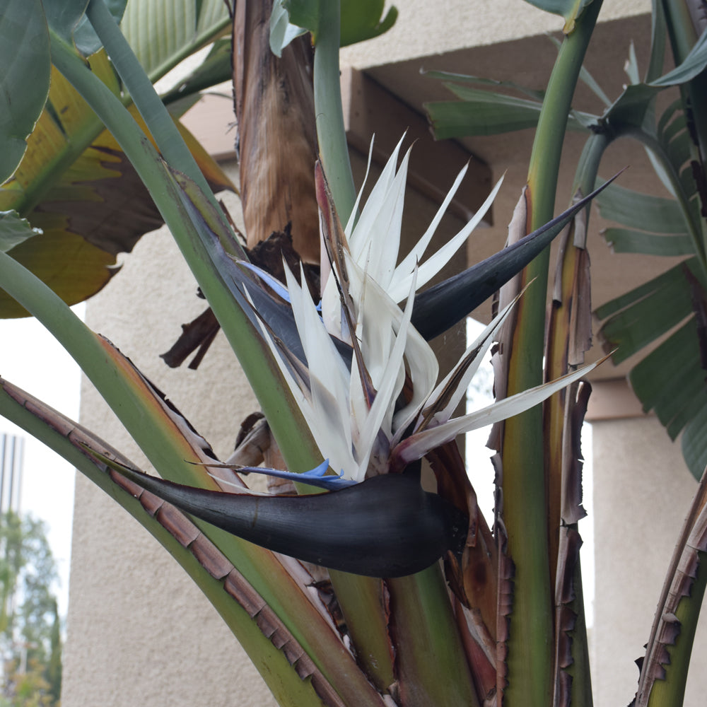 Strelitzia-Bird of Paradise White 10"