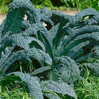 Kale-Dinosaur 3.5"