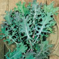 Kale-Red Russian (Heirloom) 3.5"