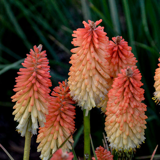 Kniphofia-Hot and Cold 1C