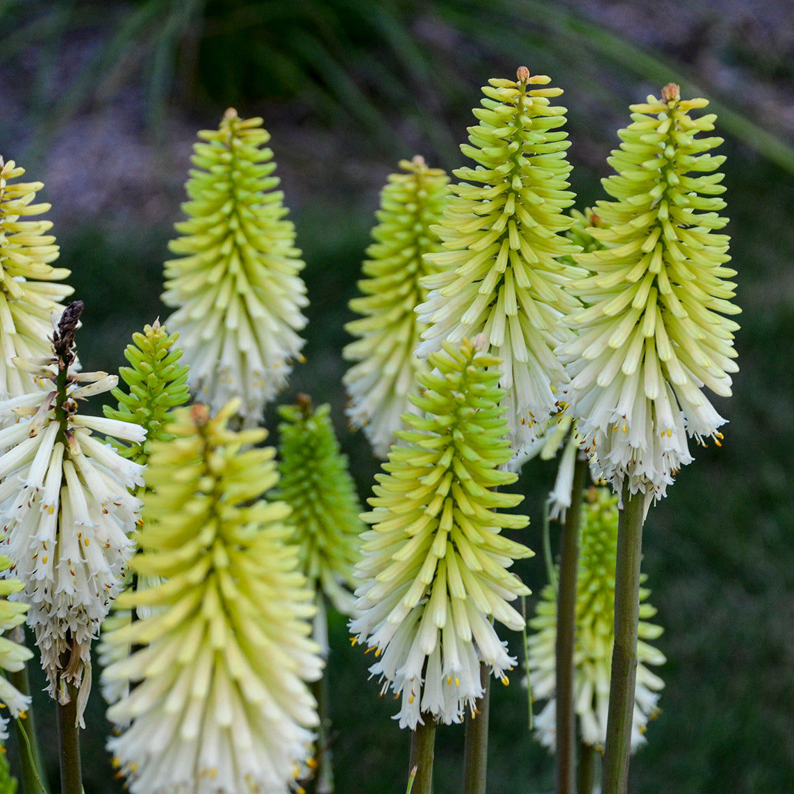 Kniphofia-Lady Luck 1C