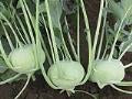 Kohlrabi-Konan 3.5"