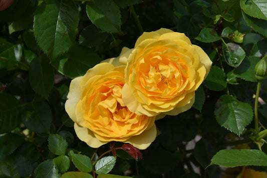 Rose-Julia Child® 2C
