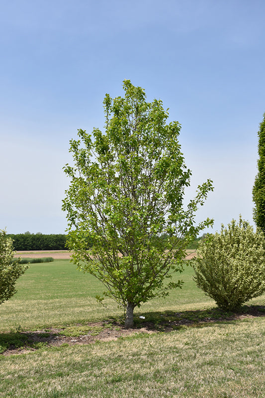 Black Gum-Tupelo Tower 5C