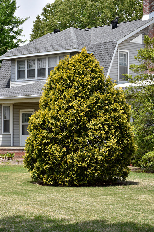 Arborvitae-Yellow Ribbon 6C