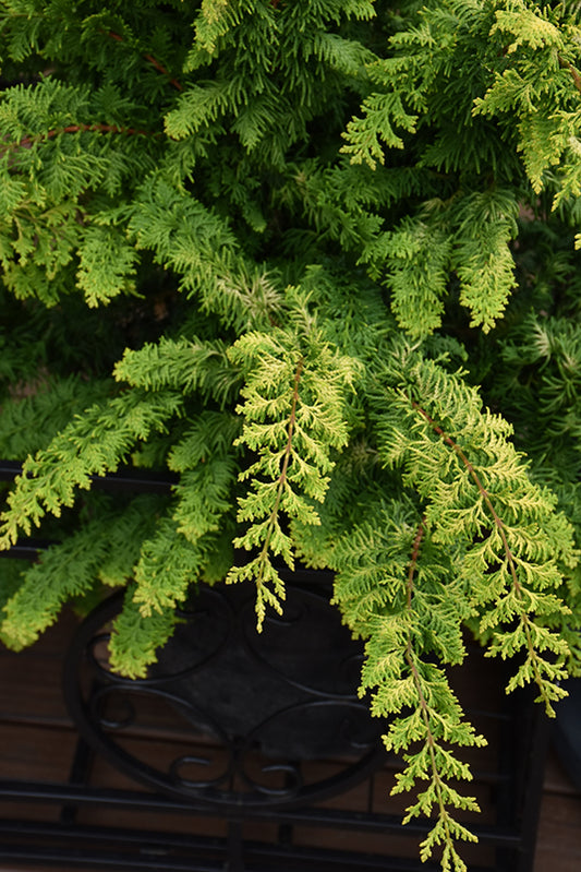 Cypress-Fernspray Gold 6C