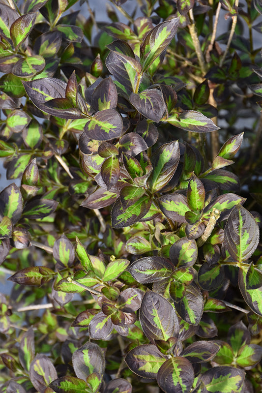 Weigela-Vinho Verde® 3C