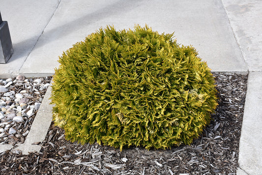 Arborvitae-Anna's Magic Ball 3C