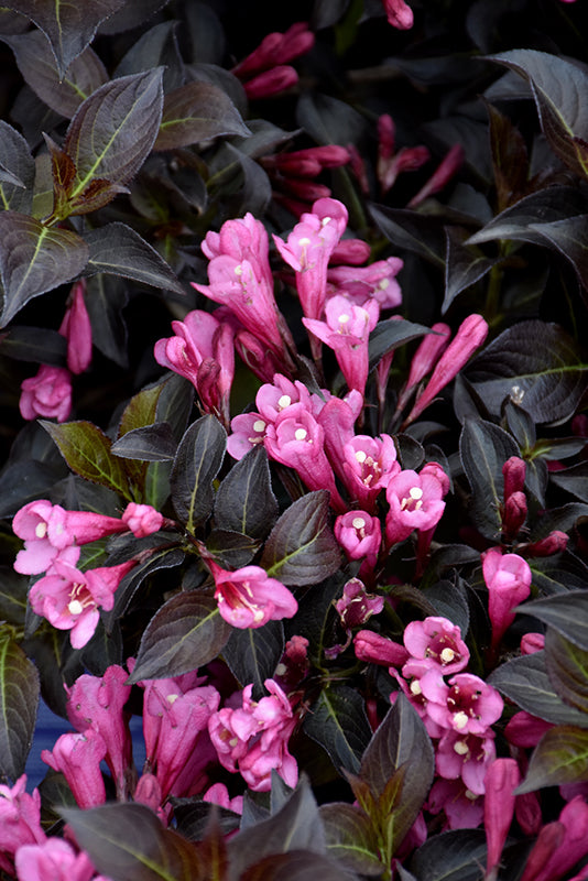 Weigela-Dark Horse 3C