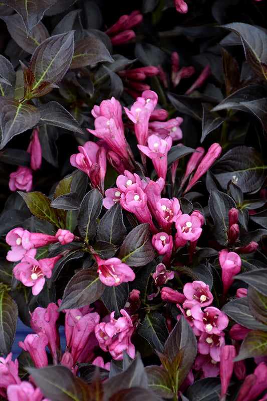 Weigela-Dark Horse 3C
