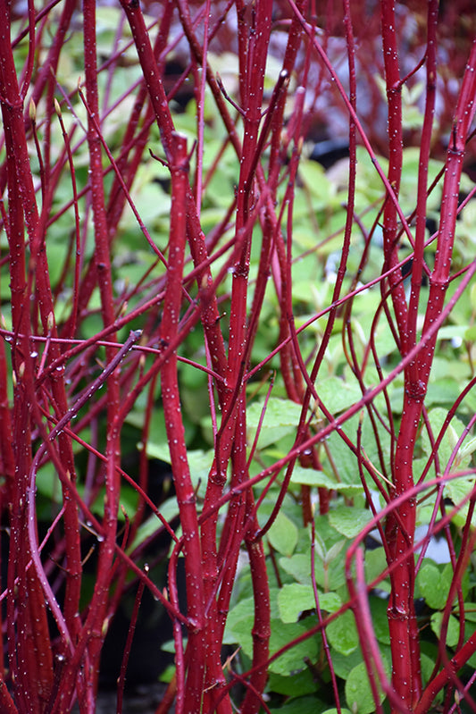 Dogwood-Bailey 3C