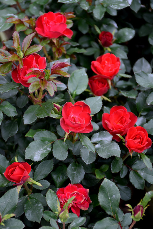 Rose-Petite Knock Out® 3C